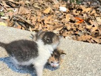 《游戏小猫回家攻略手机版》（发挥你的智慧，解锁游戏关卡，陪伴小猫回家）