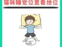 《睡觉躲猫猫游戏攻略》（如何在游戏中化身小猫巧妙躲避寻找者的追捕）